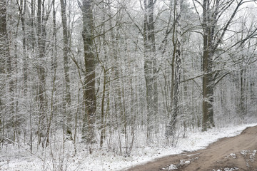 Sticker - dirt road in winter forest