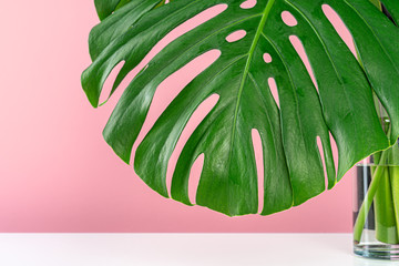 Canvas Print - Beautiful monstera leaf on a pink background. Backdrop