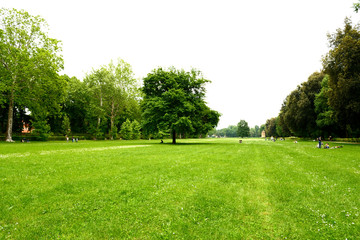 Firenze, Le Cascine park. A nice tree stands alone in a wide green  meadow