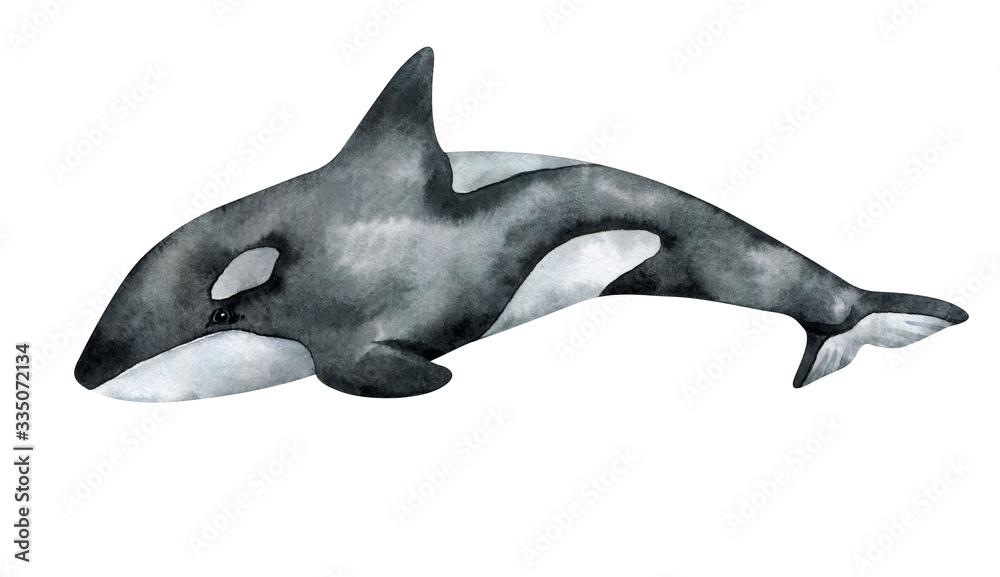 Watercolor killer whale isolated on white background. Hand-painted ...