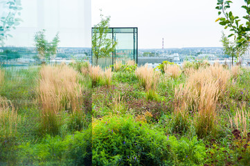 Garden on the roof of modern building with view on the cityscape