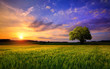 canvas print picture - Sunset scenery on an open field with a lone tree on the horizon and the sky painted in gorgeous dramatic and emotional colors