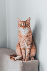 beautiful red cat sits on a puff with an interesting expression of emotions on its face