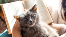 Elderly Woman Reading A Book While Holding A Cat