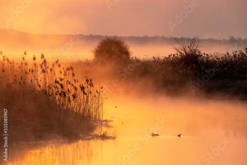 Obrazy mgła  poranek-nad-narwia-rzeka-narew-piekne-podlasie-polska