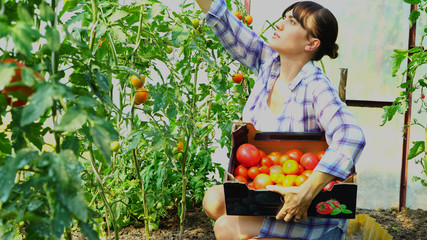 A woman farmer picks ripe red tomatoes and puts them in a box in a greenhouse