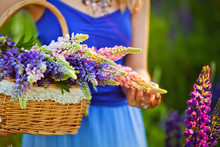 Closeup Of Women Hands Holding A Basket With Wildflowers. Summer Violet Flowers In Straw Basket. Lupine Field. Provence