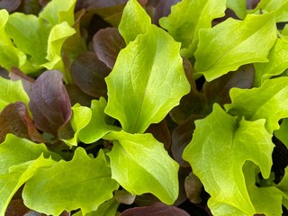 Wall Mural - green and red salads leaves. Batavia lettuce salad plant