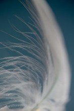 Angel Feather Falling From The Sky Peace Or Tranquility Concept 