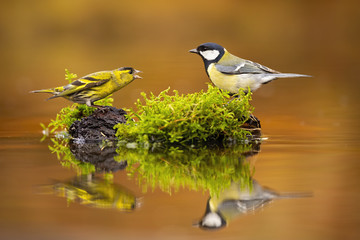 dispute of eurasian siskin, spinus spinus, and great tit, parus major, in autumnal nature. conflict 