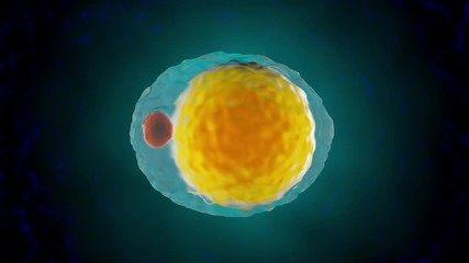 Wall Mural - 3D Animation of a Adipocyte aka Fat cell in the human body.