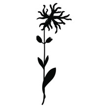 Isolated Vector Illustration. Branch Of Ragged Robin Flower. (Lychnis Flos-cuculi). Black Silhouette On White Background.