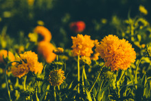 Marigold Yellow Flower In The Garden