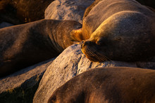 Sea Lions Resting On The Rocks