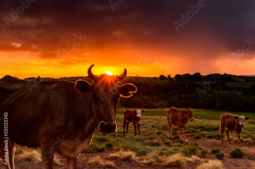 Fotomural Vaca ao pôr do sol, raio luminoso passando por seus chifres, vaca no entardecer