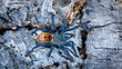 Blue tarantula sitting on the corkbark