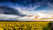 Spring on yellow farmlands