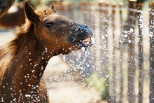 Young Brown Horse Close Up Shows Foal Playing In Water Making Funny Face.