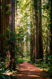Fototapeta Las - Redwood Forest Path