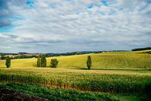 Rolling Hills Farmland In Southern France In Summer With Corn, Grapes And Sunflowers