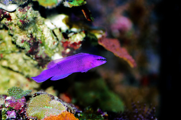 Wall Mural - Orchid dottyback saltwater fish - Pseudochromis fridmani