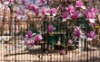 Magnolia blossoms in foreground of closed playground due to Covid-19
