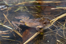 Spring Peeper Floating In A Breeding Pond - Pseudacris Crucifer