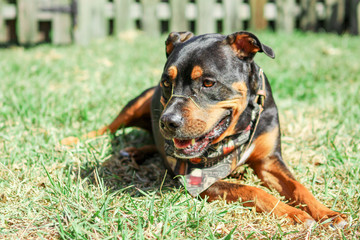 Sticker - Pitweiler in the grass / Rottweiler Pit bull mix 