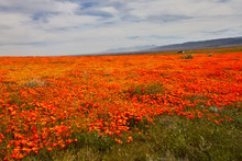 Orange Poppies And Yellow Wild Flowers As Far As The Eye Can See During The Super Bloom In California In 2019
