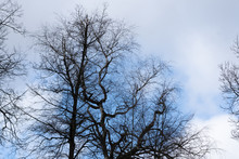 Black Trees Against A Blue Sky