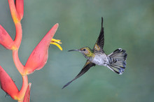Costa Rica Hummingbird And Heliconia 