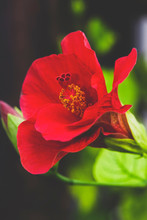 Red Hibiscus Closeup