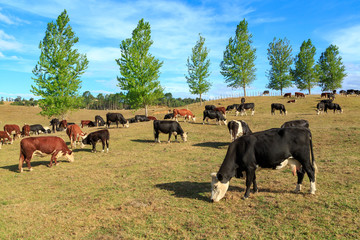 A herd of cattle on a farm with a row of trees behind. The black and white ones are Friesians (Holsteins) and the brown and white ones are Herefords. Photographed in New Zealand