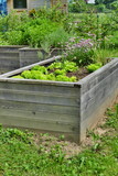 Fototapeta  - Raised garden beds with green lettuce in foreground