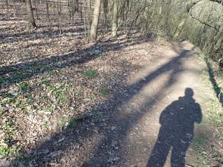 hiking trail in a sunny wood in spring