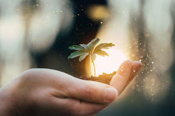 Hands holding green plant for gardening. New life and hope concept image. 