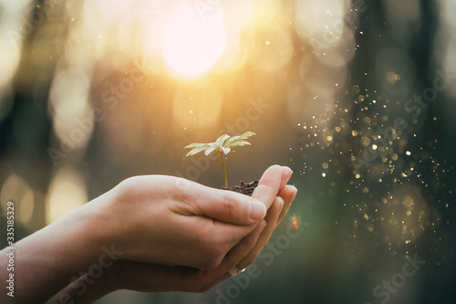 Cuadros en Lienzo Hands holding green plant for gardening