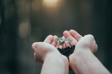 Wall Mural - Hands holding green plant for gardening. New life and hope concept image. 