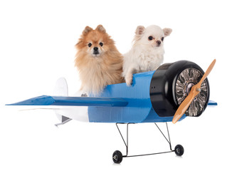 Canvas Print - spitz, chihuahua and plane