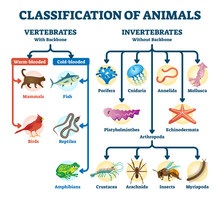 Classification Of Animals Vector Illustration. Labeled Division Order Scheme