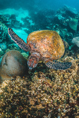  Green Sea Turtle Swimming Among Colorful Coral Reef