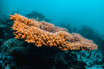 Colorful Coral Reef in Tropical Blue Water