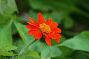 Wall Mural - The orange and yellow flower on green nature at garden thailand