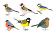 Set of Different types of small birds vector illustration
