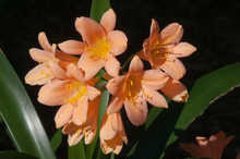 Sydney Australia, Flower Head Of A Pink Clivia Miniata Plant Native To South Africa And Swaziland