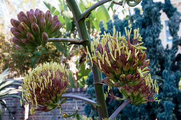 Wall Mural - Sydney Australia, flower heads on a stem of a  large unidentified agave plant 