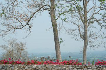 Wall Mural - spring in the park