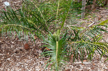 Sydney Australia, Macrozamia Lucida A Palm Like Bush With  Green Cones In Springtime
