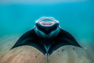 Manta ray swimming freely in the wild in clear blue ocean