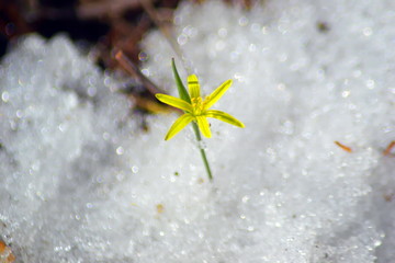 Snowdrops. The first flowers from under the snow.